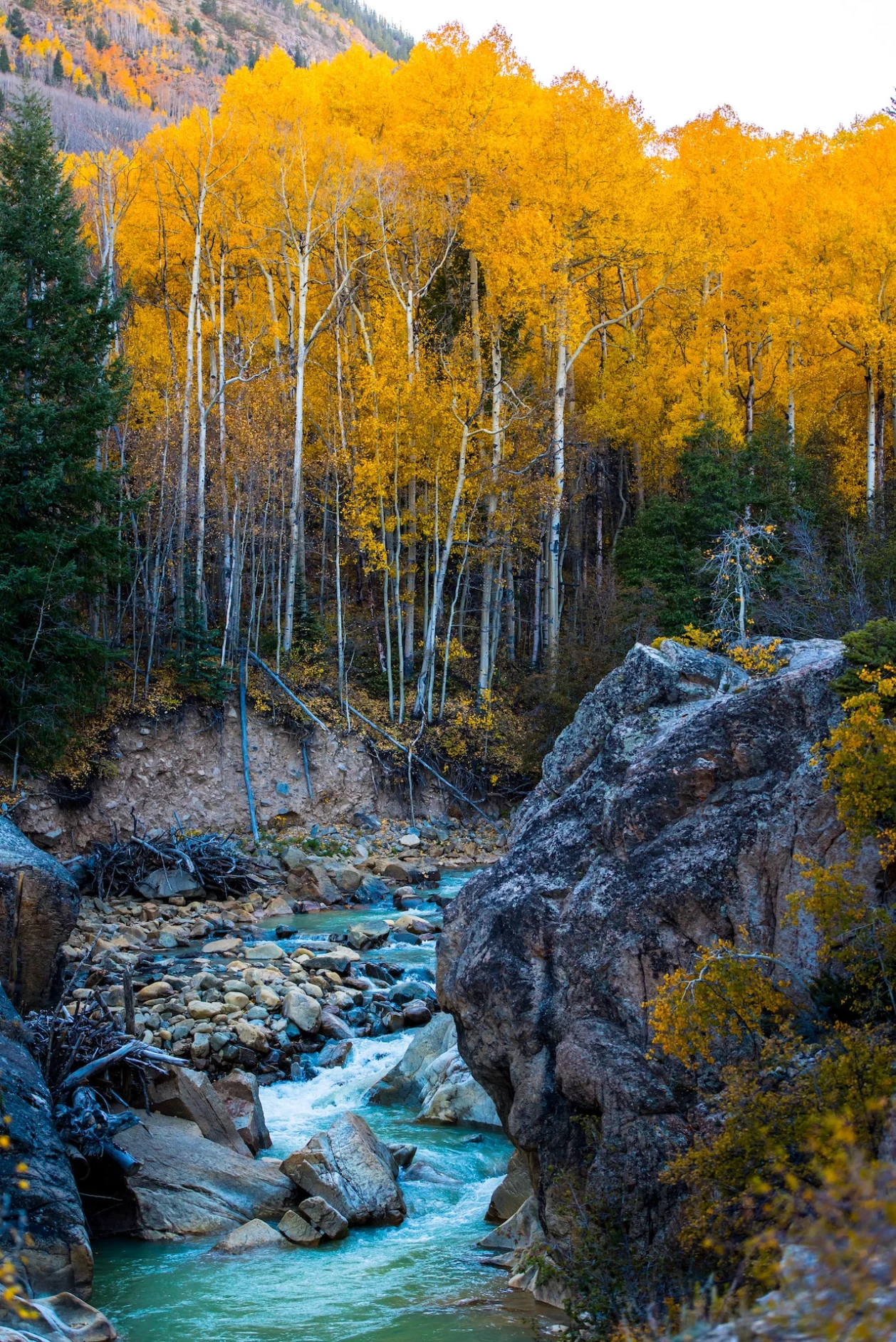 aspen colorado-fall foliage